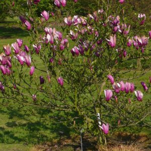 Magnólia hybridná (Magnolia hybrida) ´ANN´- výška rastliny 20-40 cm, kont. C3L